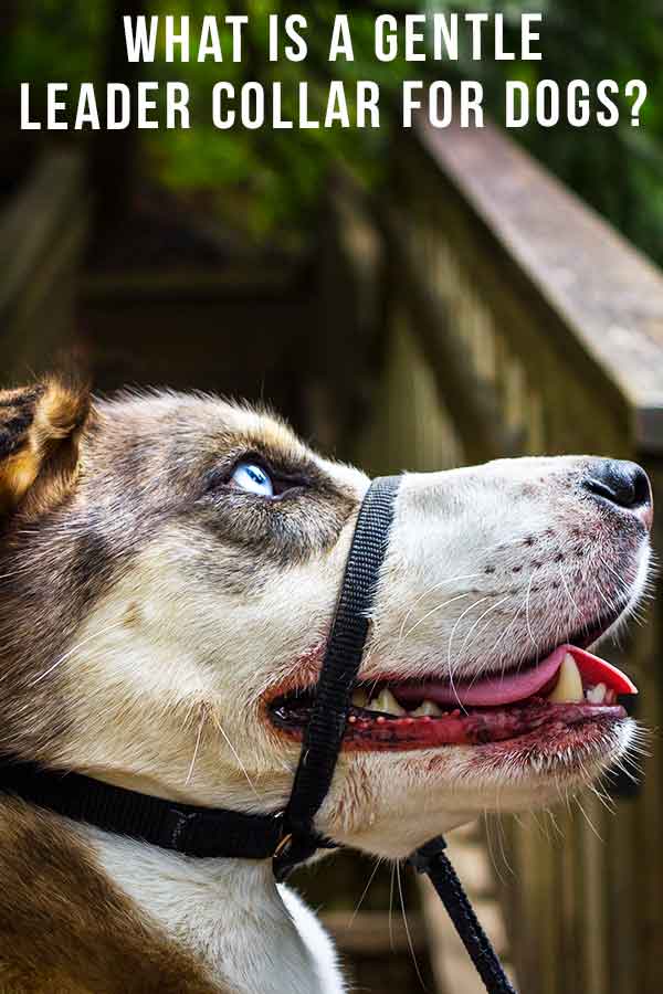 what is a gentle leader collar for dogs