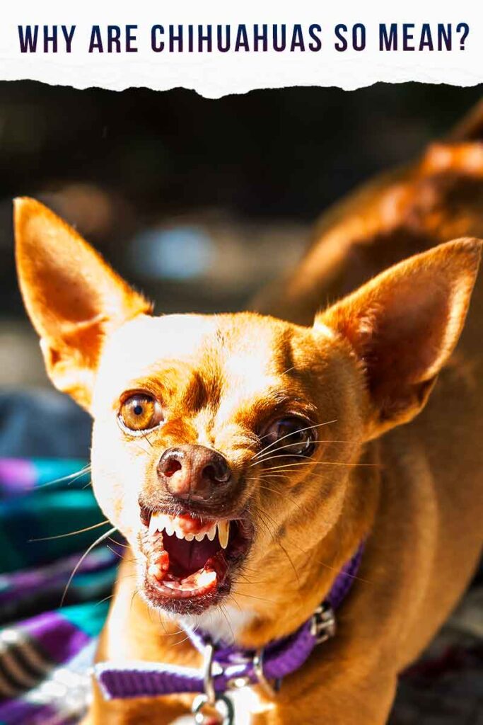 Why Are Chihuahuas So Mean Causes Of Chihuahua Aggression