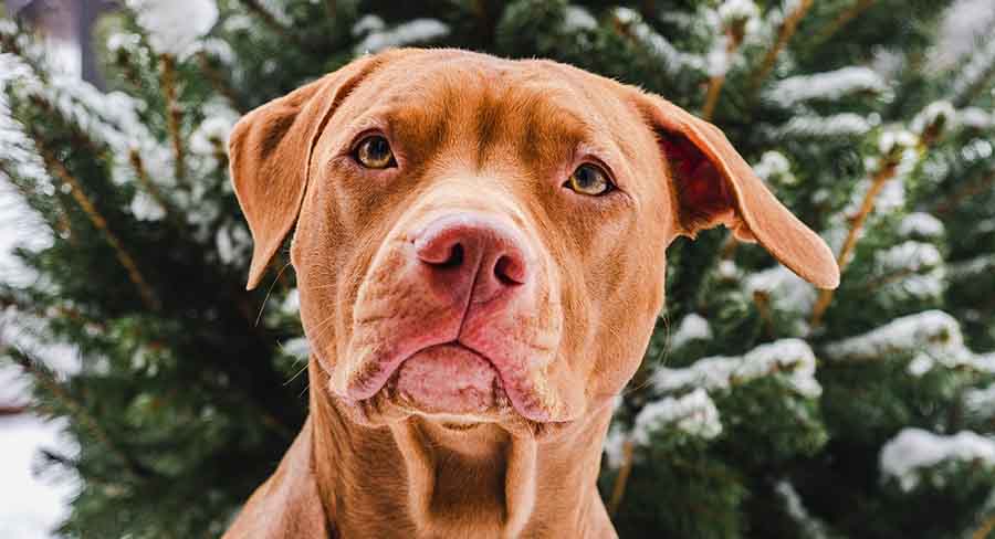 blue nose baby pitbull