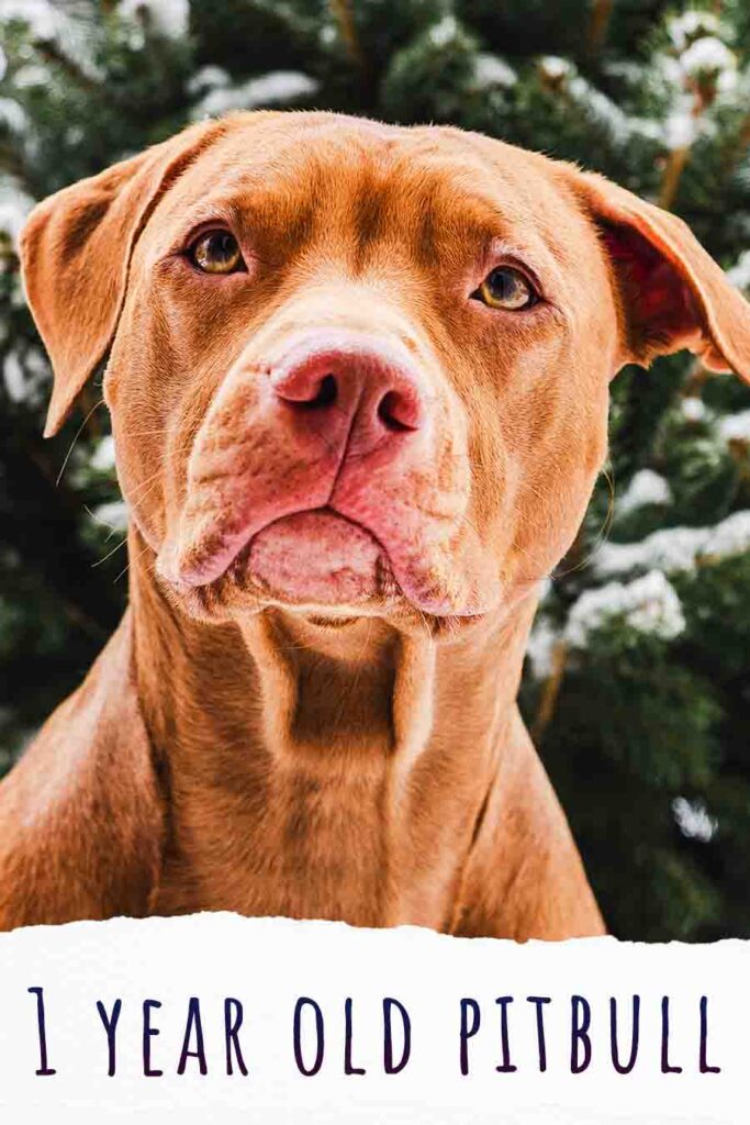 1 Year Old Pitbull What To Expect At One Year Old