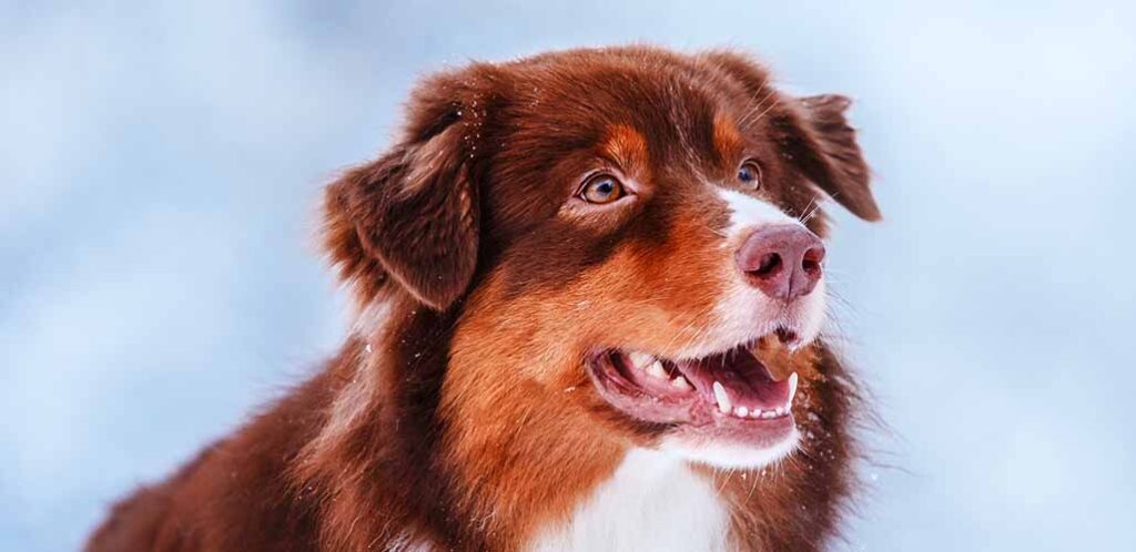 Crate Training Your Australian Shepherd - Learn How to Do It!