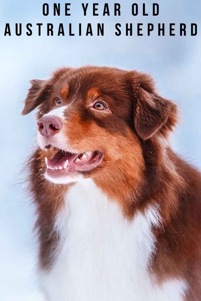 How to Train an Australian Shepherd Puppy: Timeline & Milestones