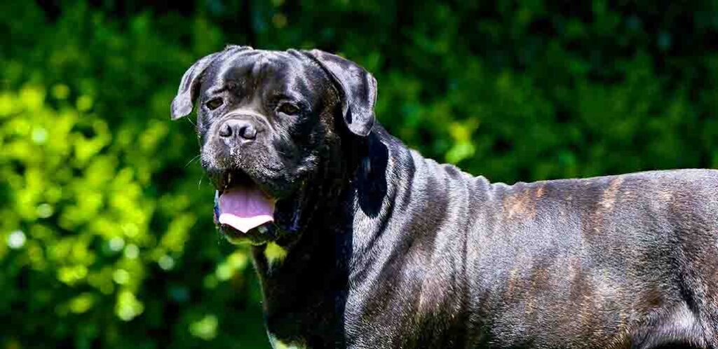 1 year old cane corso