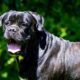 1 year old cane corso