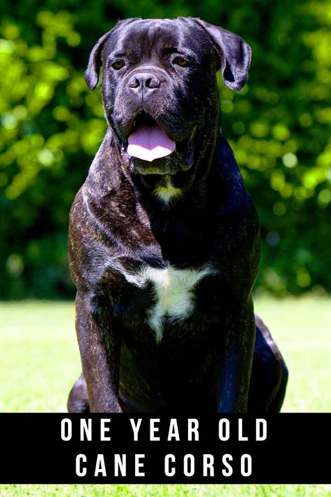 how much does a grown male cane corso weight