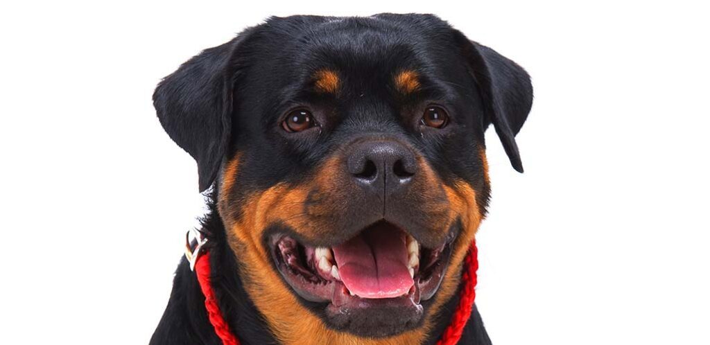 1 year old rottweiler
