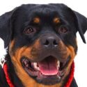 1 year old rottweiler