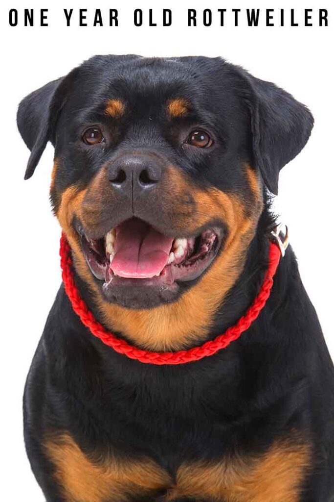 how much should a male rottweiler weight