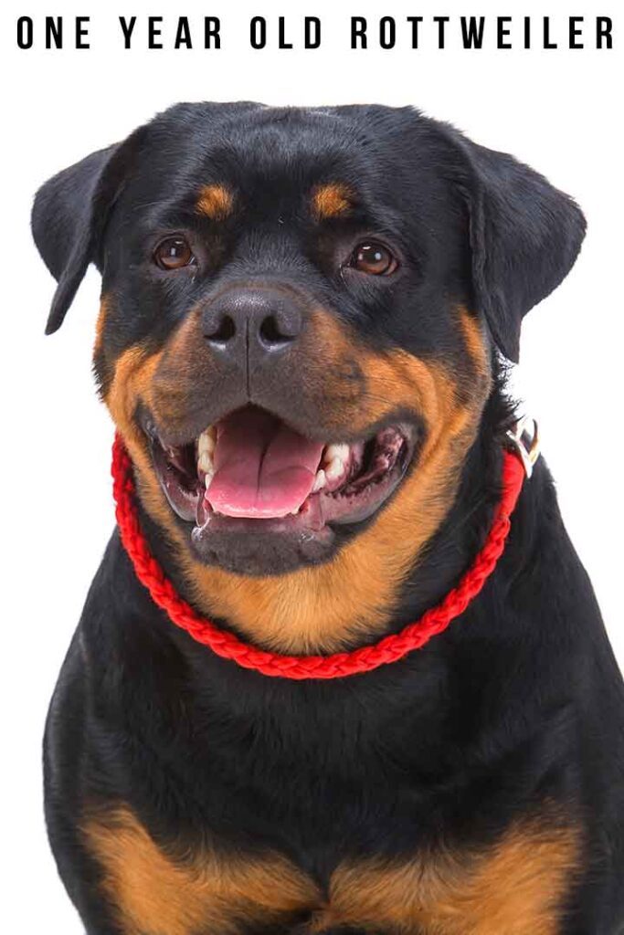 1 Year Old Rottweiler Your Complete Rottie Guide