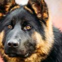 why are german shepherds so protective