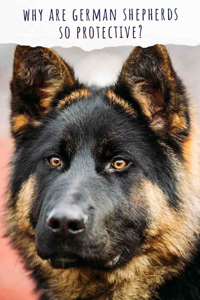 Why Are German Shepherds So Protective? A Complete Guide