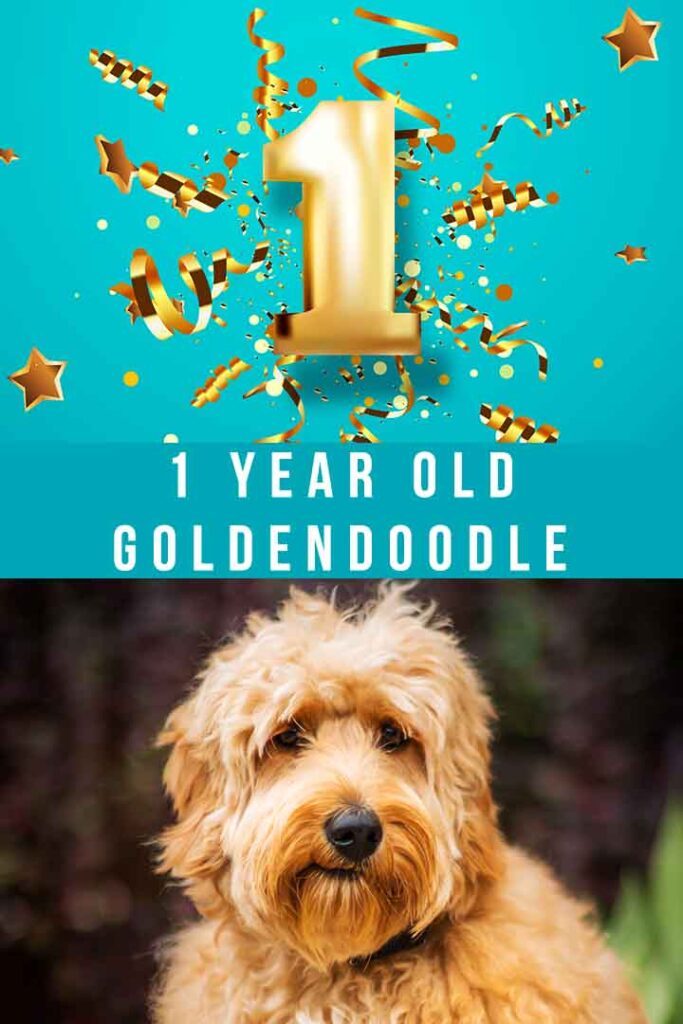 1 year old goldendoodle