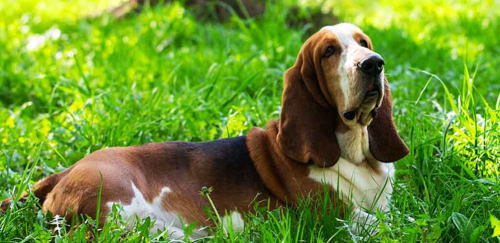 Golven Vooruit hefboom 1 Year Old Basset Hound - Basset Hound Puppy Size Guide