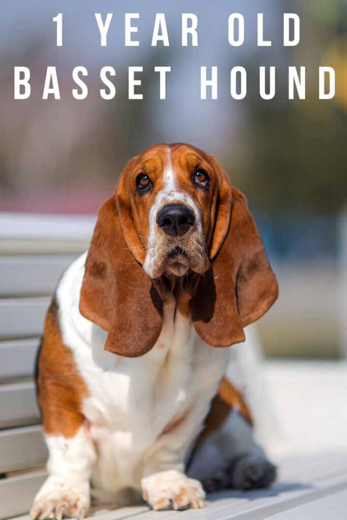 1 year old basset hound
