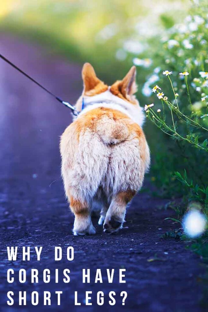 why are corgis short