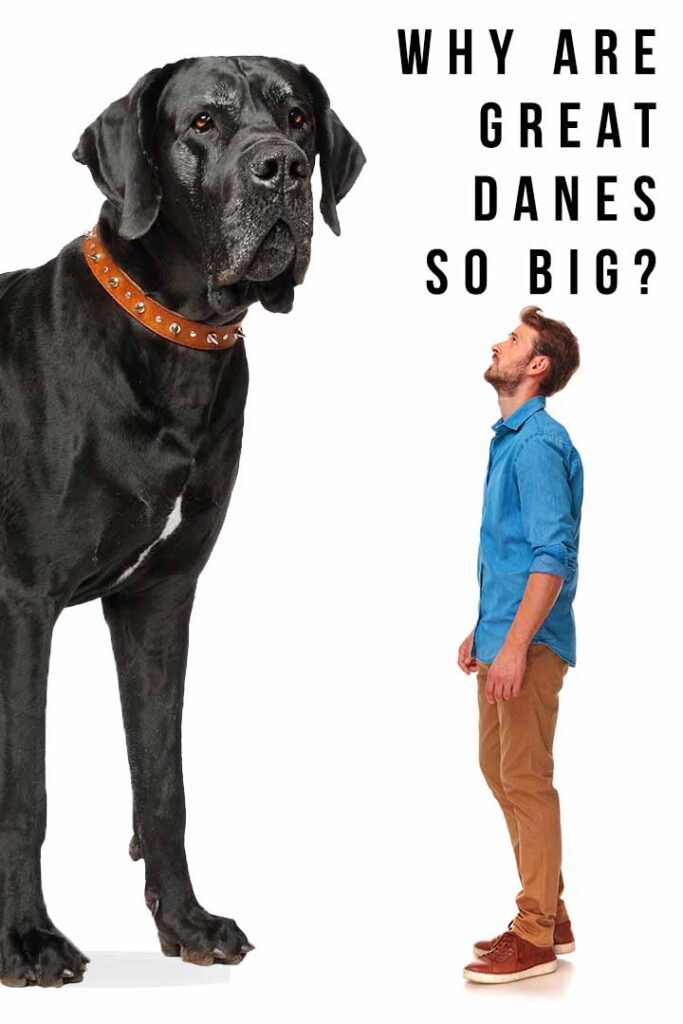 why are great danes so big