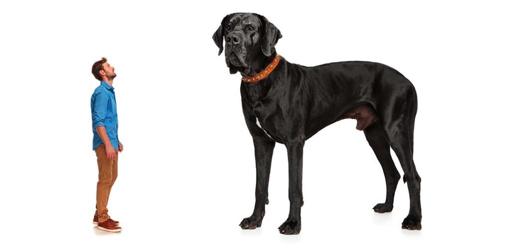 why-are-great-danes-so-big-a-great-dane-size-guide