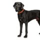 why are great danes so big