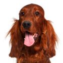 1 year old irish setter