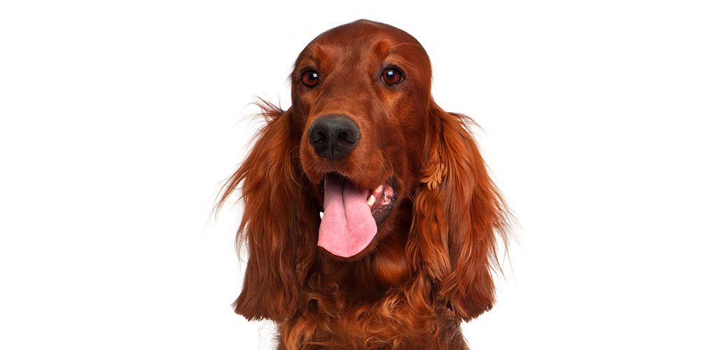 a non typical irish setter can get how big