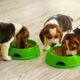 how much to feed a beagle puppy