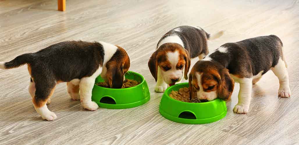 how much should my 1 month old beagle puppy weigh