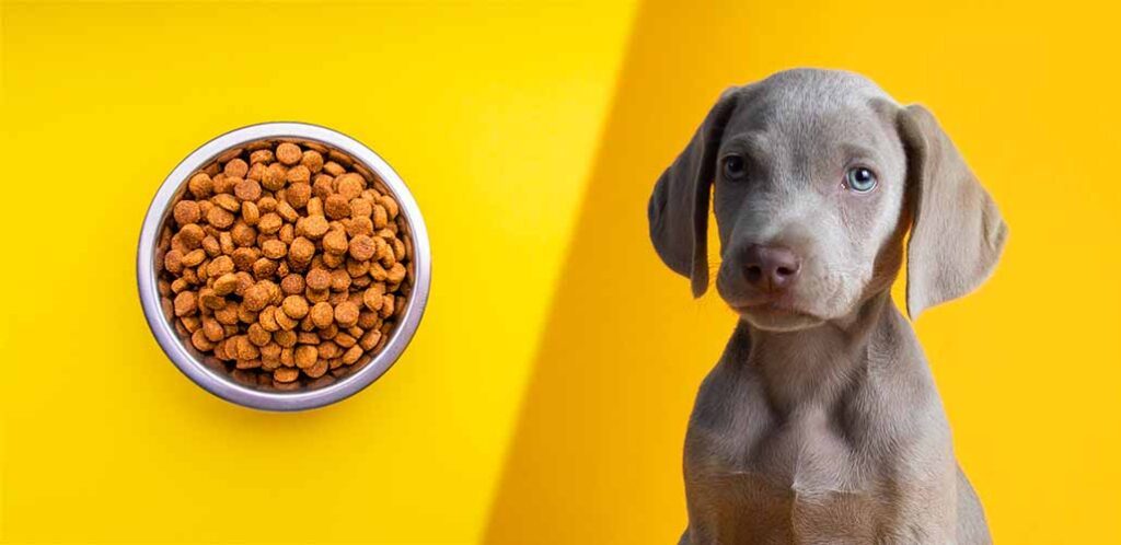 how much to feed a weimaraner puppy