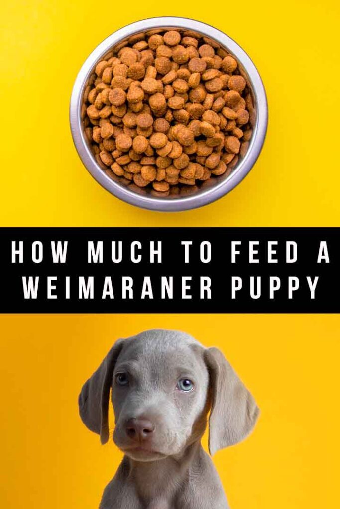 How Much To Feed A Weimaraner Puppy Quantities And Schedules