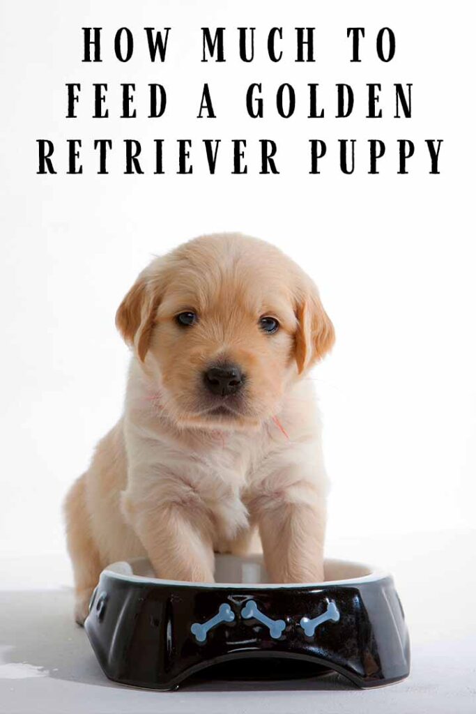 How Much To Feed A Golden Retriever Puppy Charts And Nutrition