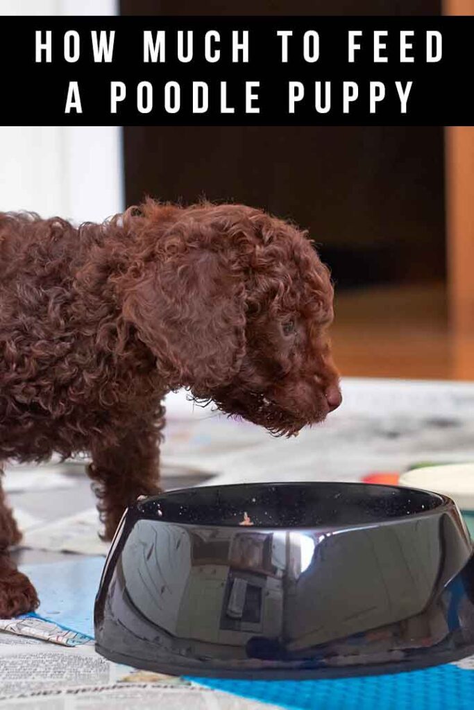 how much to feed a poodle puppy