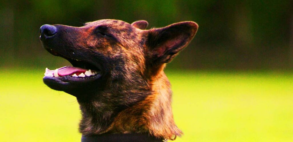 do german shepherds have black tongues