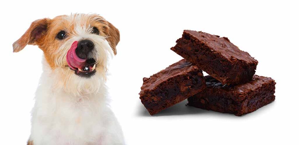 my dog ate brownies