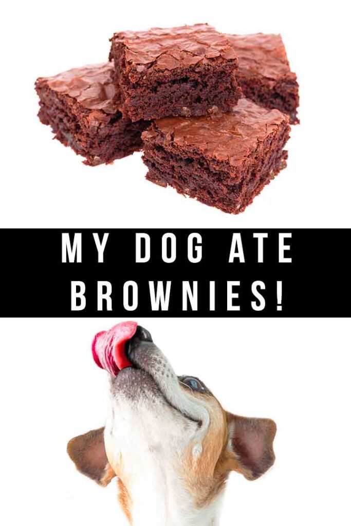 my dog ate brownies