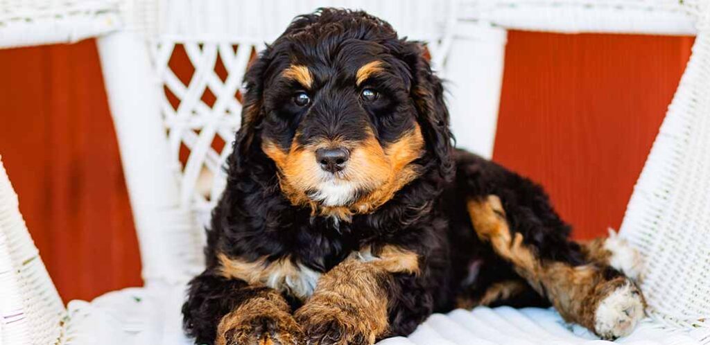 how often do you groom a bernedoodle