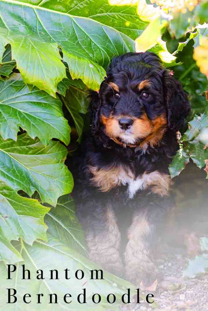 what is a phantom bernedoodle