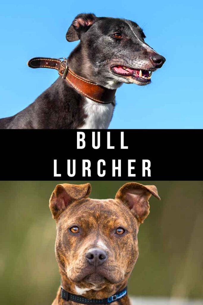 bull lurcher