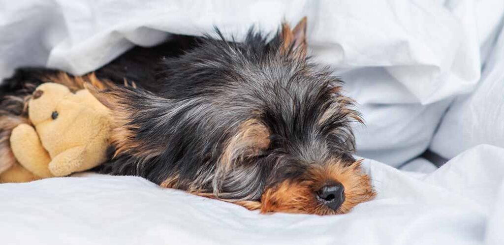 how many hours does a yorkie sleep