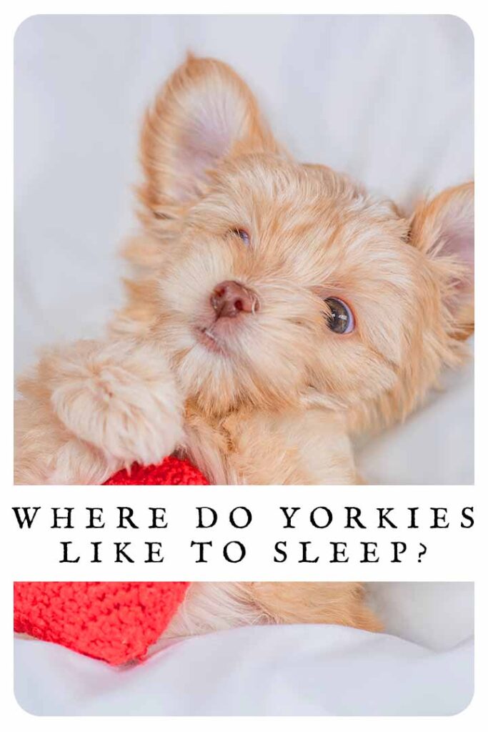 where do yorkies like to sleep