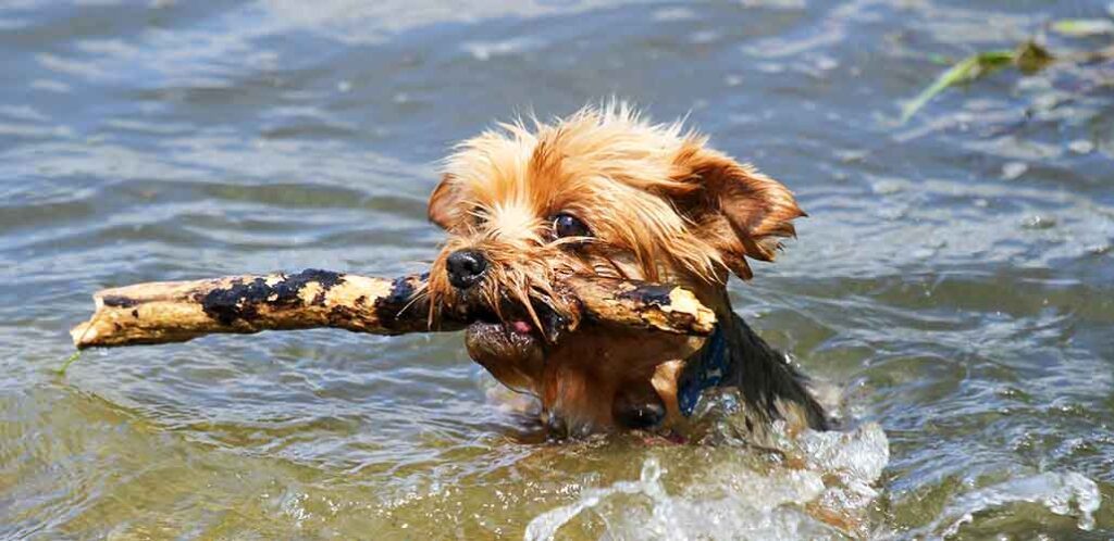 yorkshire terrier swimming