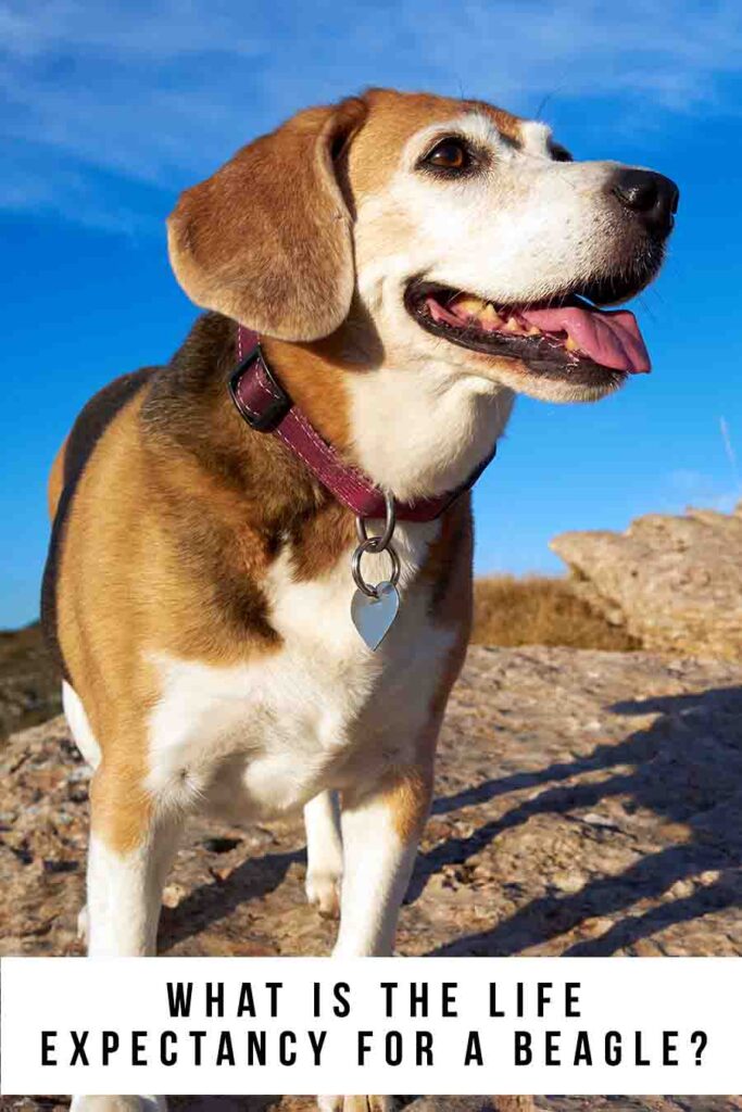 life expectancy for a beagle