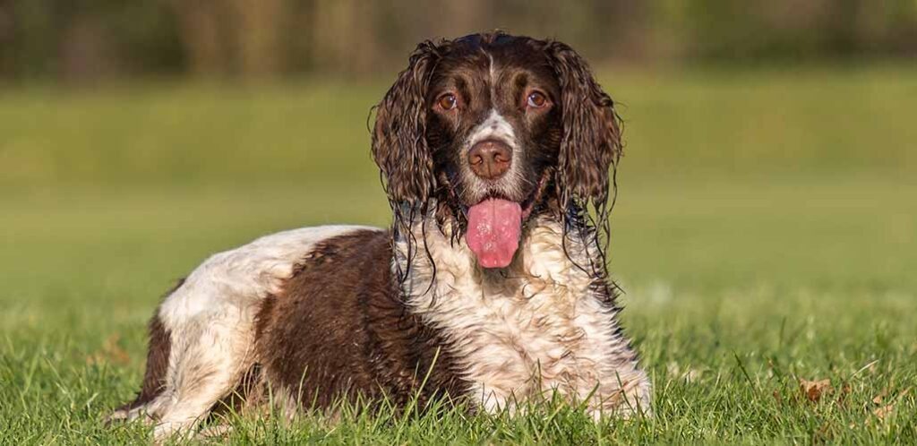 The Trouble With Springers - dogsnet.com