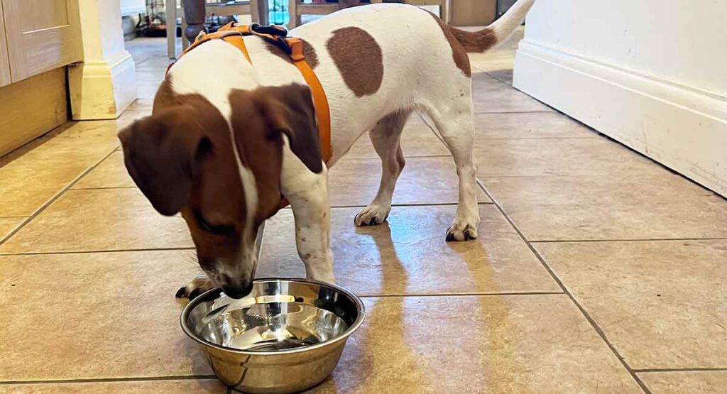 jack russell terrier wearing an orange harness and looking at her dinner bowl