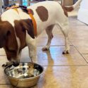 jack russell terrier wearing an orange harness and looking at her dinner bowl