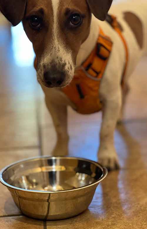 Feeding your dog once a day may improve its health •