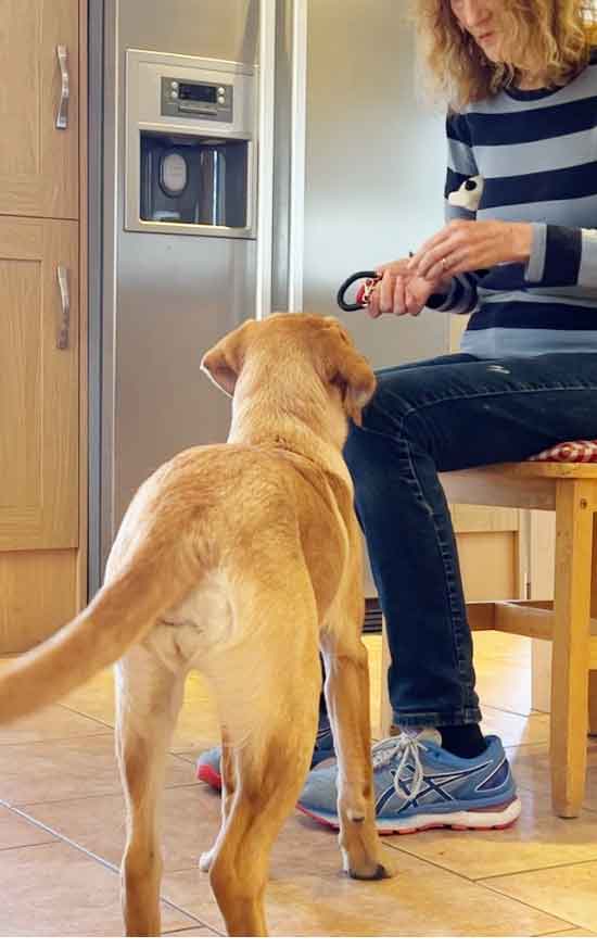 photograph of a young yellow labrador being trained by a woman in a stripey top, sitting in a chair