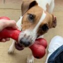 photograph of a jack russell terrier taking a red rubber bone from a person's hand