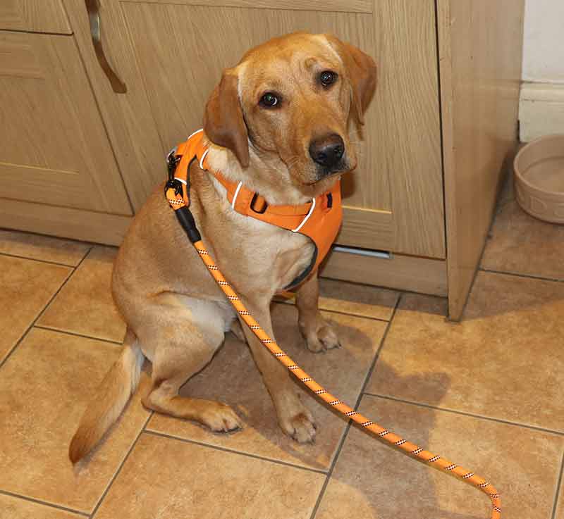 photo of a yellow labrador wearing an orange harness attached to an orange leash