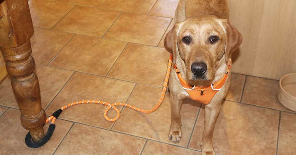 photo of a yellow labrador wearing a harness and tethered to a kitchen table