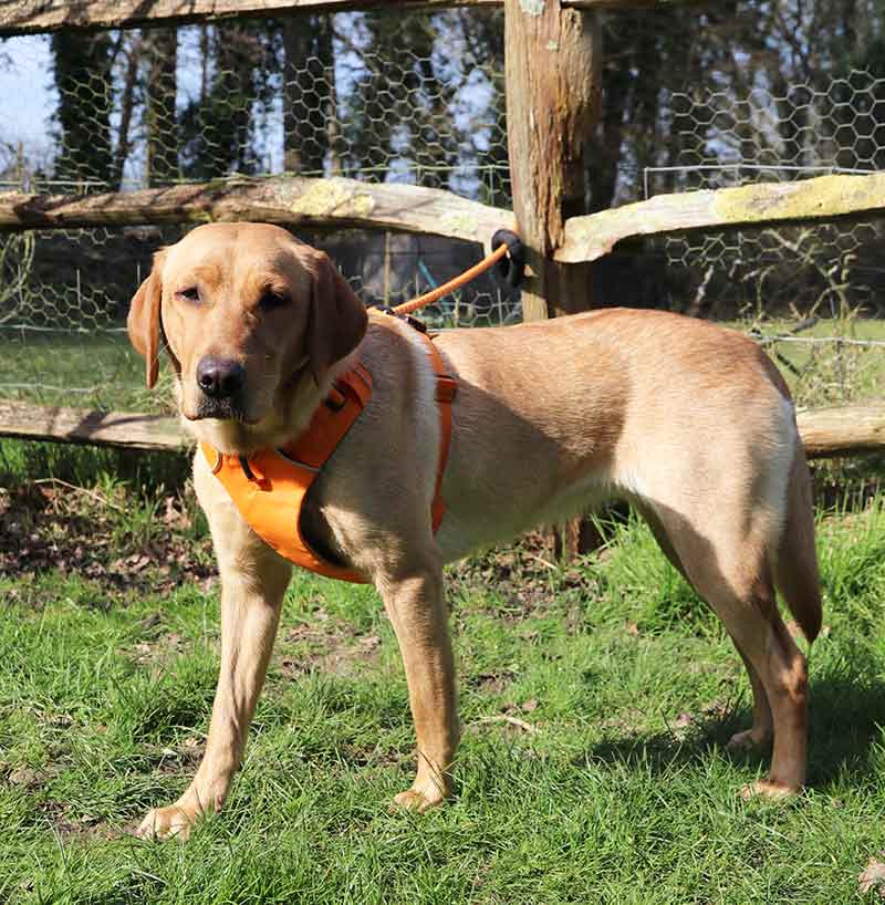 photograph of a yellow labrador wearing an orange harness, and tethered to a post and rail fence outdoors