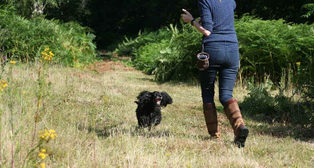 photo of a black spaniel with a dog trainer